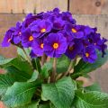 Primula elatior Veristar Late Blue - Slanke sleutelbloem