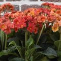 Primula elatior Veristar Late Marmelade - Slanke sleutelbloem