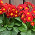 Primula elatior Colibri Red Shades - Slanke sleutelbloem