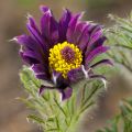 Pulsatilla vulgaris Papageno - Wildemanskruid
