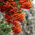 Pyracantha coccinea Saphyr Orange - Vuurdoorn