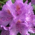 Rhododendron Grandiflorum - Grootbloemige rododendron