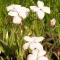 Rhodohypoxis White Princess - Sterretjesgras