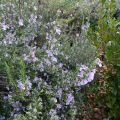 Rosmarinus officinalis Majorca Pink - Rozemarijn