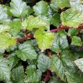 Rubus tricolor - Chinese braambes