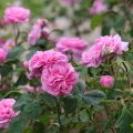 Rosa Gertrude Jekyll - David Austinroos