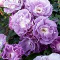 Rosa Blue for You - Trosroos