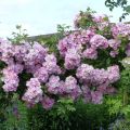Rosa Blush Rambler - Historische klimroos