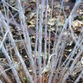Rubus thibetanus Silver Fern - Sierbraam