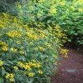 Rudbeckia fulgida Early Bird Gold - Zonnehoed