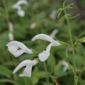 Salvia patens White Trophy - Blauwe salie