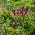 Sanguisorba officinalis Tanna - Grote pimpernel