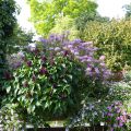 Salvia Gogo Purple - Vuursalie