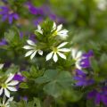 Scaevola aemula Surdiva Wit - Waaierbloem