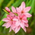 Schizostylis coccinea Rosea - Moerasgladiool
