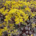 Sedum spathulifolium Purpureum - Vetkruid