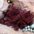 Sempervivum Chick Charms Chocolate Kiss - Huislook