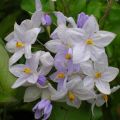 Solanum jasminoides Blauw - Morelle faux-jasmin