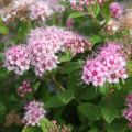 Spiraea japonica Little Princess - Spierstruik