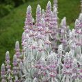 Stachys byzantina - Ezelsoor