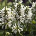 Stachys officinalis Alba - Betonie