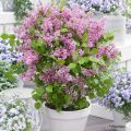 Syringa meyeri Flowerfesta Pink - Dwergsering