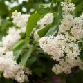 Syringa vulgaris Comtesse D'harcourt - Gewone sering