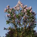 Syringa vulgaris Katherine Havemeyer - Gewone sering