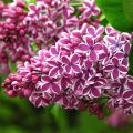 Syringa vulgaris Sensation - Gewone sering