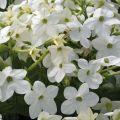 Nicotiana sanderae Perfume F1 Wit - Siertabak