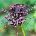Tacca chantrieri - Vleermuisbloem