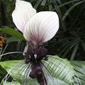 Tacca integrifolia Nivea - Witte vleermuisbloem