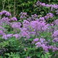 Thalictrum Black Stockings - Ruit