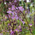 Thalictrum delavayi Splendide - Chinese ruit