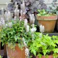 Tiarella Angel Wings - Schuimbloem