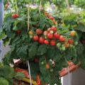 Cherrytomaat Pendulina Red (jonge planten)