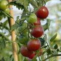 Cherrytomaat Black Cherry (jonge planten)