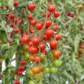 Cherrytomaat Supersweet 100 F1 (jonge planten)