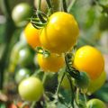 Cherrytomaat Cherry Yellow (jonge planten)