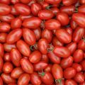 Cherrytomaat Trilly F1 (jonge planten-  geënt)