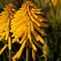 Kniphofia Banana Popsicle - Vuurpijl