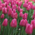 Tulipa Christmas Dream - Enkele vroege tulp