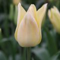 Tulipa Elegant Lady - Leliebloemige tulp