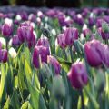 Tulipa Triumph Holland Beauty - Triumphtulp