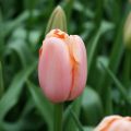 Tulipa Menton - Laatbloeiende enkele tulp