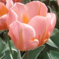 Tulipa Triumph Pretty Princess - Triumphtulp