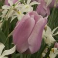 Tulipe Triumph Synaeda Amor - Triumphtulp