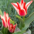 Tulipa greigii Plaisir - Greigii‑tulp