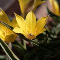 Tulipa kolpakowskiana - Botanische tulp