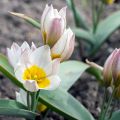 Tulipa polychroma - Botanische tulp